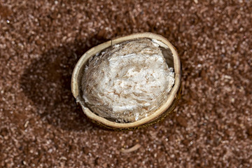 Rubber tree seeds opened on the ground