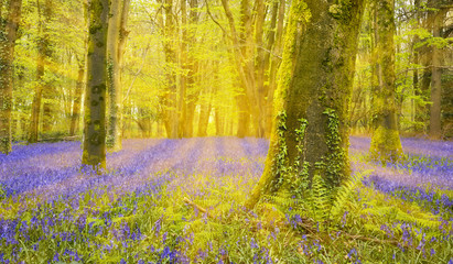Sun shines through beech trees illuminating a carpet of bluebells