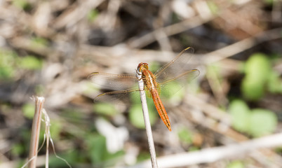 Broad Scarlet (Crocothemis erythraea) Dragonfly on a Stalk in Northern Tanzania