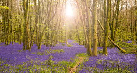 Sun shines through beech trees illuminating a carpet of bluebells