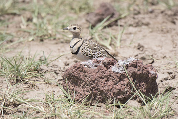 Double-banded Courser (Rhinoptilus africanus)  on the Serengeti in Northern Tanzania