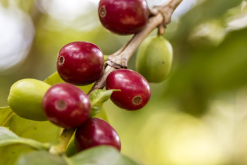 Coffee fruits close up - Close up of coffee cherries