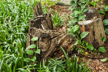 Obraz premium Detail trunk dead tree in the middle of vegetation