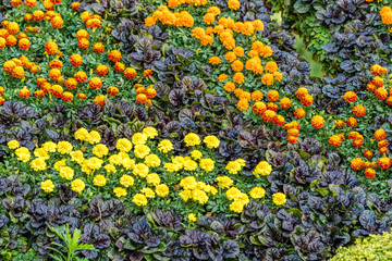 Flower Bed