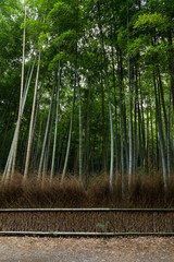 Fototapeta na wymiar Green Bamboo in Kyoto city