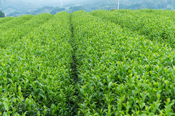 Tea farm