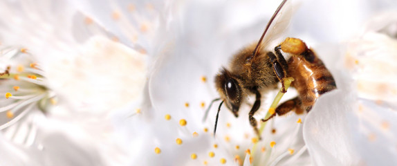 Honey bee collecting pollen from flowers