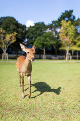Lovely Deer walking in a park