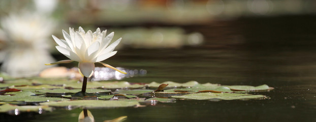 Lotus flower