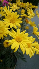 Sea Of Yellow Daisies