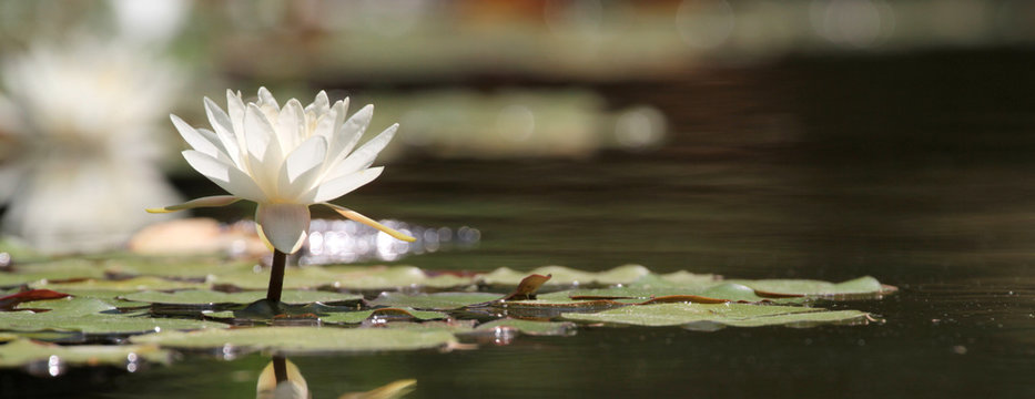Fototapeta Lotus flower