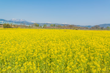 Obraz premium Rape blossoms