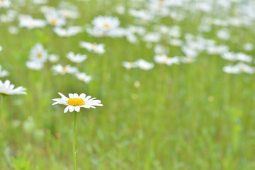 マーガレット　花畑
