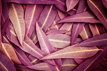 Nature of  purple Eucalyptus leaves background