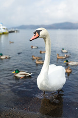 Fototapeta premium Swan and duck in the lake