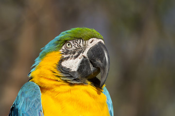 Macaw