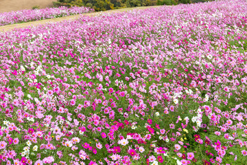 Fototapeta premium Cosmos flower field