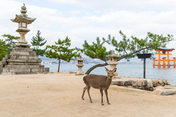 Itsukushima shine and deer