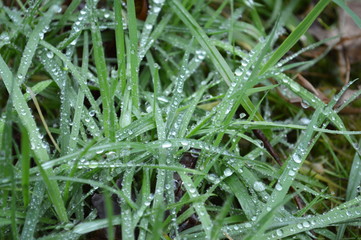 Grass Dew