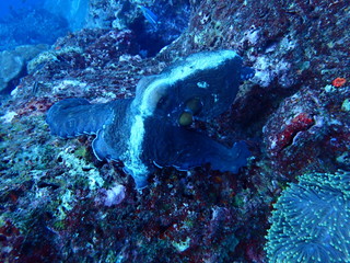 Fototapeta premium Ośmiornica, która ucieka do miejsca zamieszkania węgorza mureny na Oceanie Indyjskim (bitwa nr 3 ośmiornicy i węgorza mureny)