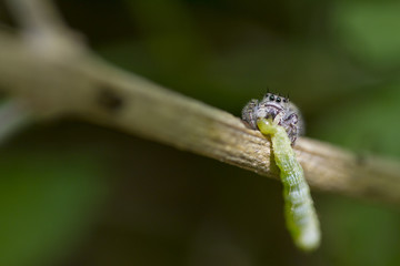 Spider eating caterpillar 
