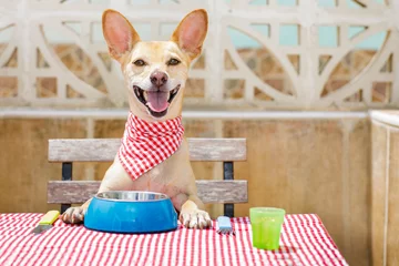 Papier Peint photo Chien fou dog eating a the table with food bowl