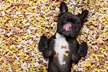 Foto op Plexiglas Grappige hond hongerige hond in grote voedselheuvel