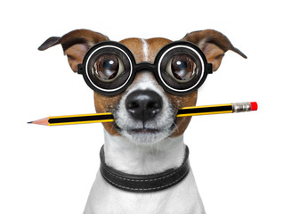 Hund mit Bleistift im Büro