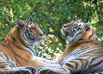 The tiger (Panthera tigris) is the largest cat species. Two tigers facing each other with trees in the background