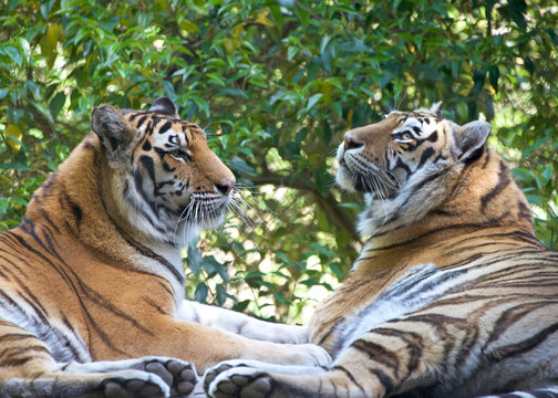 Fototapeta The tiger (Panthera tigris) is the largest cat species. Two tigers facing each other with trees in the background