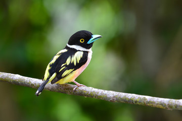 Black-and-Yellow Broadbill Bird