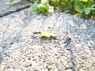 クロヤマアリ working ants