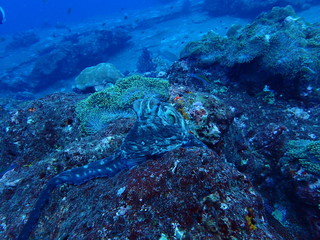 インド洋の足を伸ばしてしがみつくタコ（タコとウツボのバトル№５）