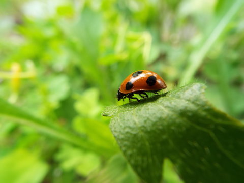 ナナホシテントウ ladybug