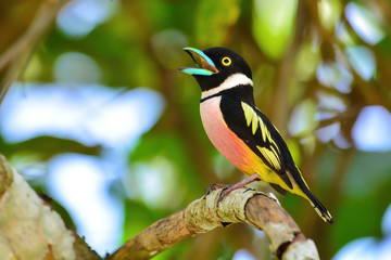 Black-and-Yellow Broadbill Bird