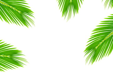 Fototapeta na wymiar palm coconut leaves texture background with text copy space