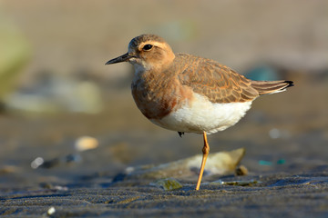 Oriental Plover Bird