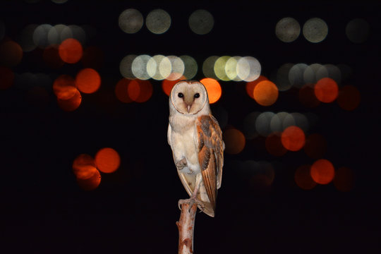 Barn Owl Bird