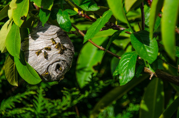 Paper wasp nest hanging from branch