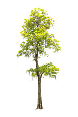 Fototapeta premium Beautiful big Tree isolated on white background