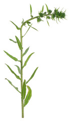 Fototapeta na wymiar Viper's bugloss, Echium vulgare plant not yet in bloom isolated on white background