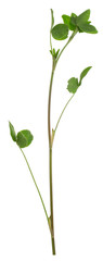 Clover, Trifolium plant isolated on white background
