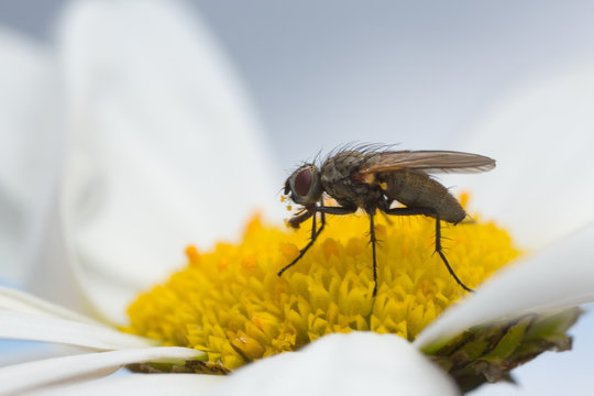 Macro photo of a fly feeding on oxeye daisy