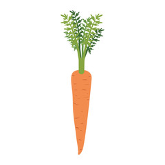 white background of realistic carrot with stem and leaves vector illustration
