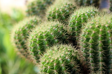 Een close-up cactusplan