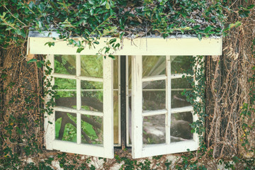 Old windows with creepers and vines, beautifully covered by nature.