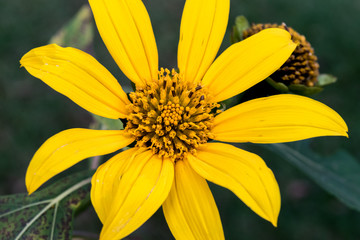 Yellow daisy flower blooming
