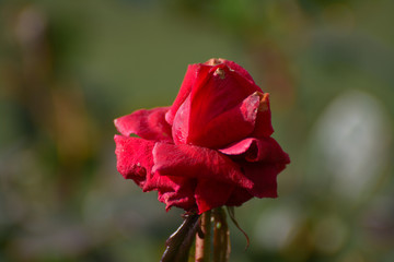 Single Rose 