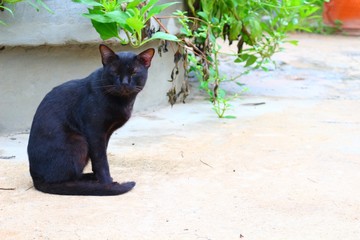 Old black cat