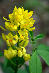 Fototapeta premium Pretty yellow flowers of Cephalanthera falcata (Kinran in japanese)
